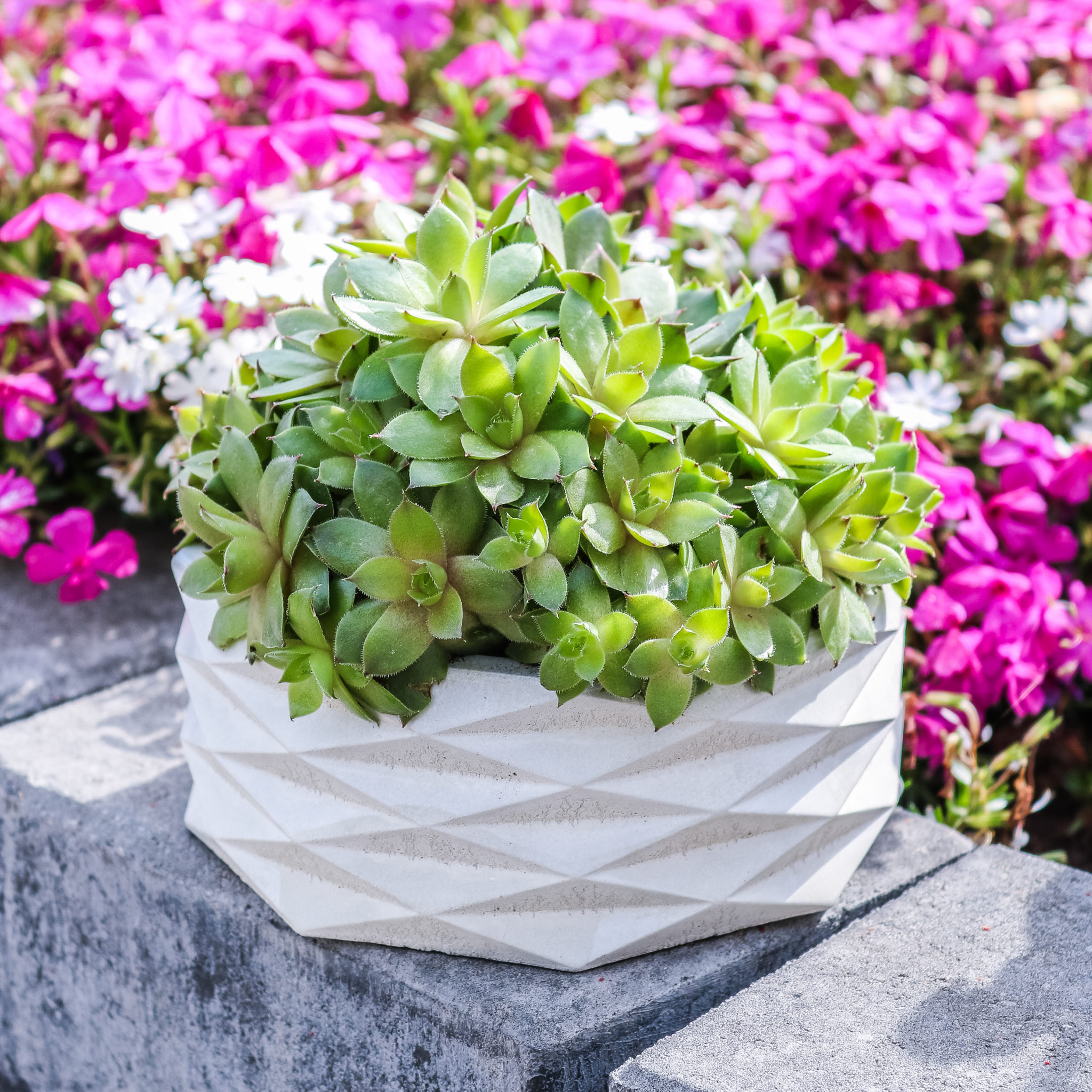 Pflanztopf/Pflanzschale Achteck aus Beton Deko Garten Outdoor