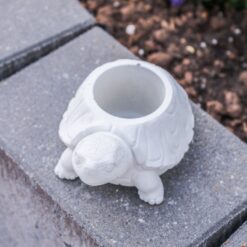 Pflanzschale Schildkröte Beton